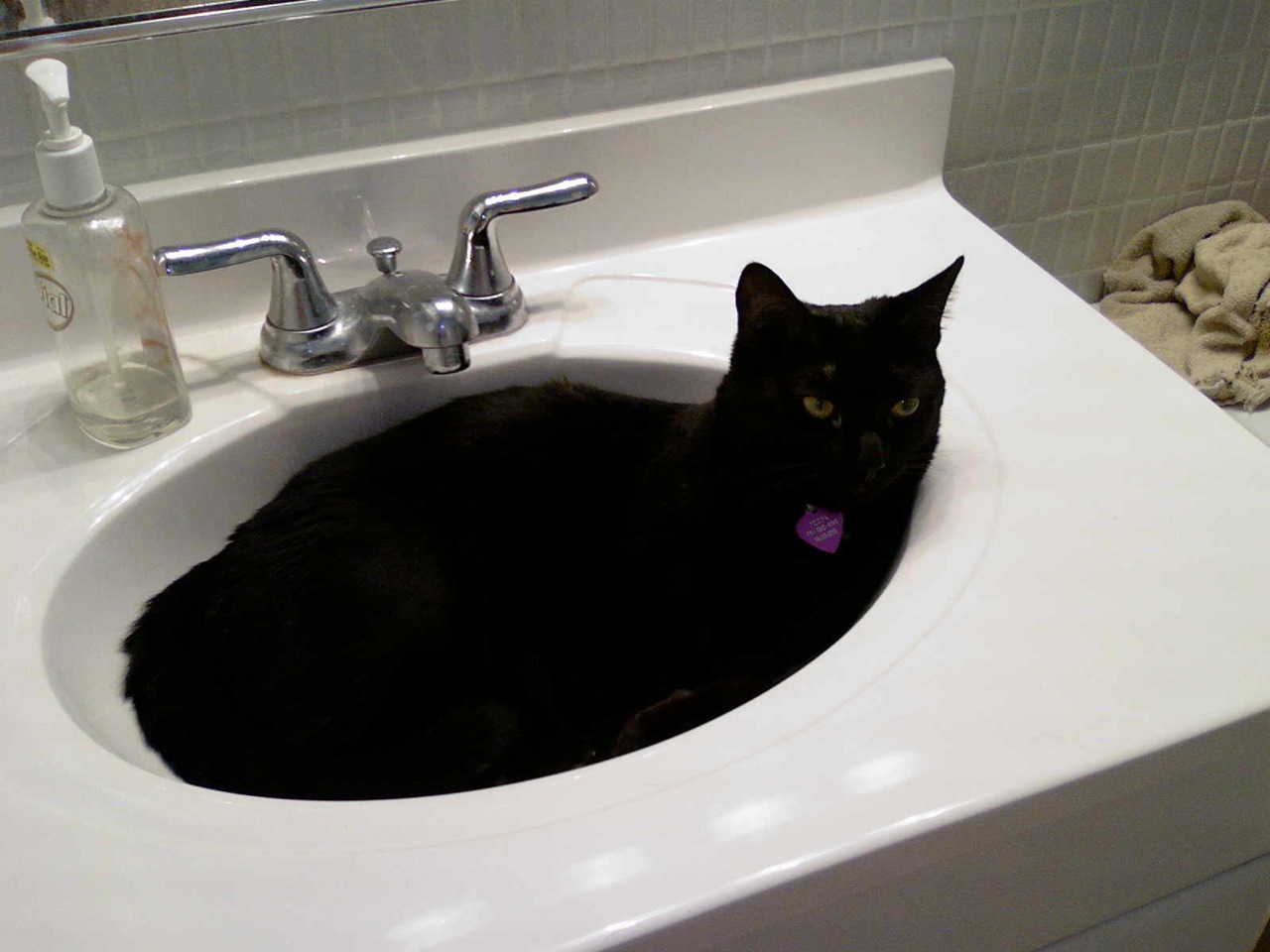 a black cat in a white sink with soap and other bathroom products