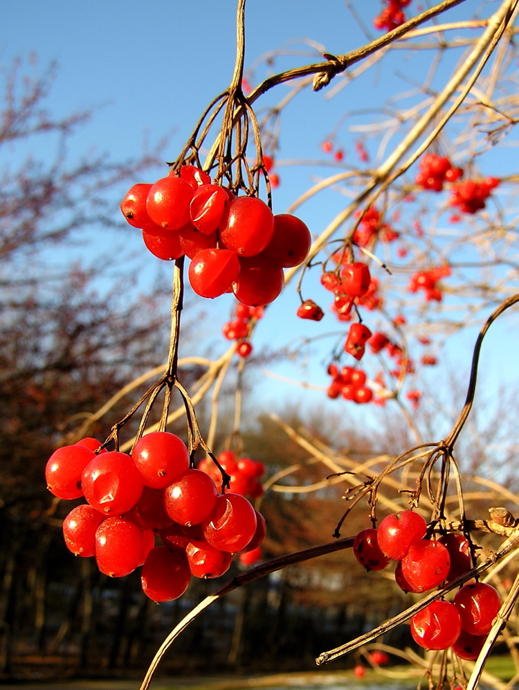 a tree with small clusters of red berries