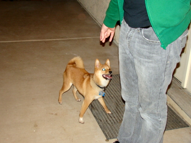 a person standing in the floor next to a dog on the ground
