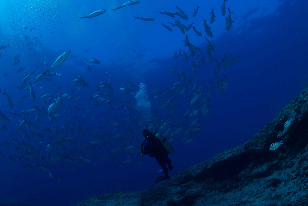 man scubas along an artificial reef while lots of fish swim overhead