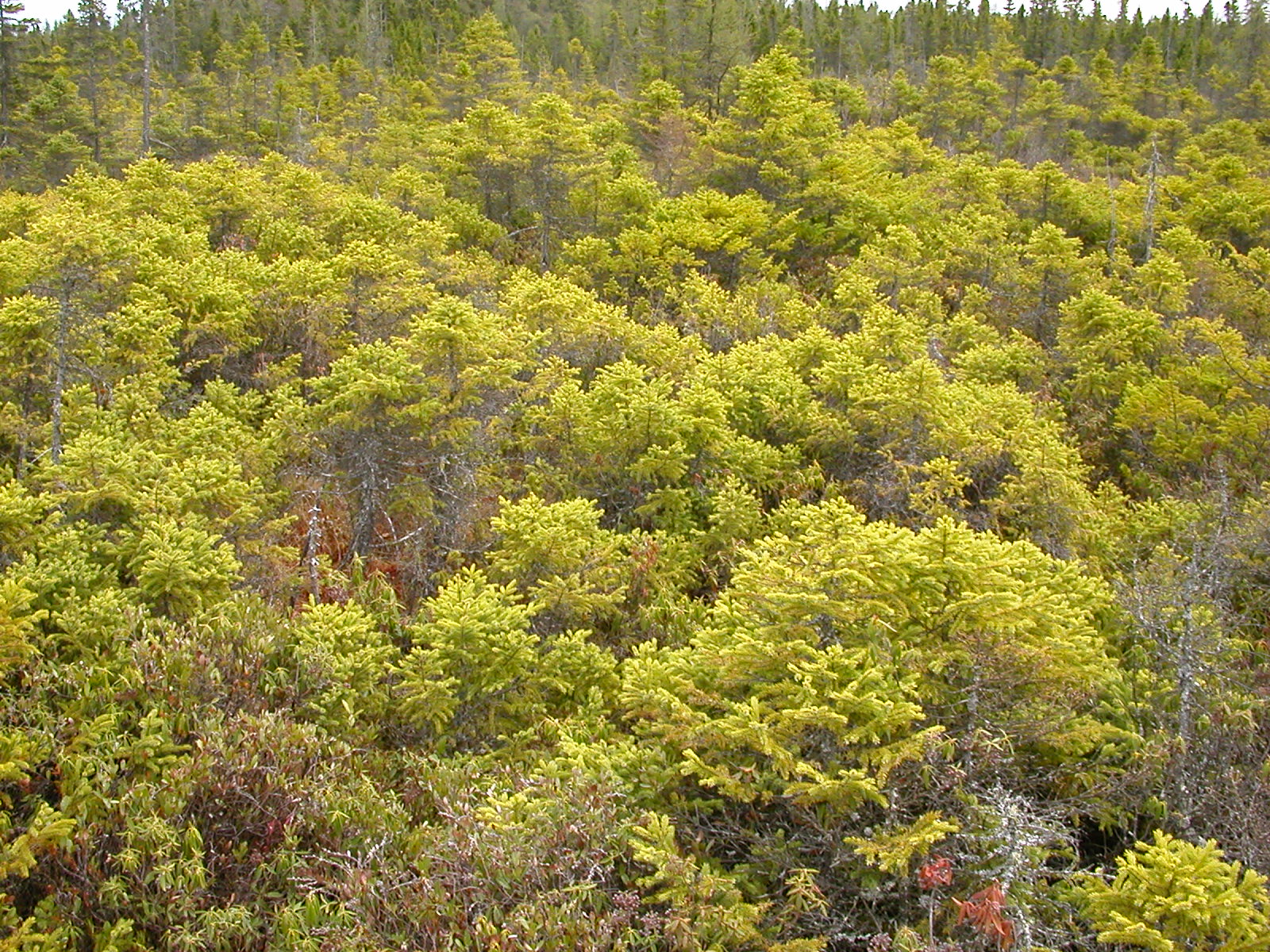 trees and bushes are shown in the distance