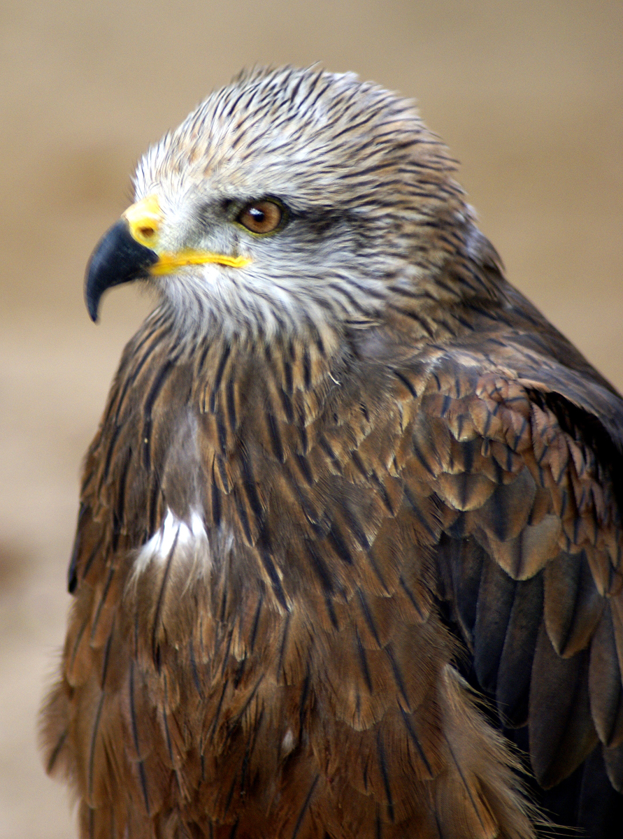 a bird with an elaborate pattern on it's body