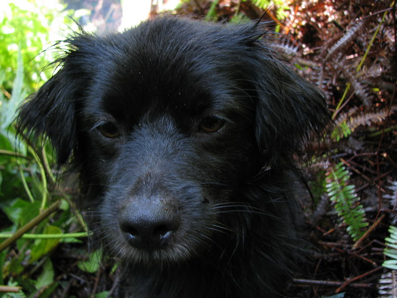 a close up of a dog near grass