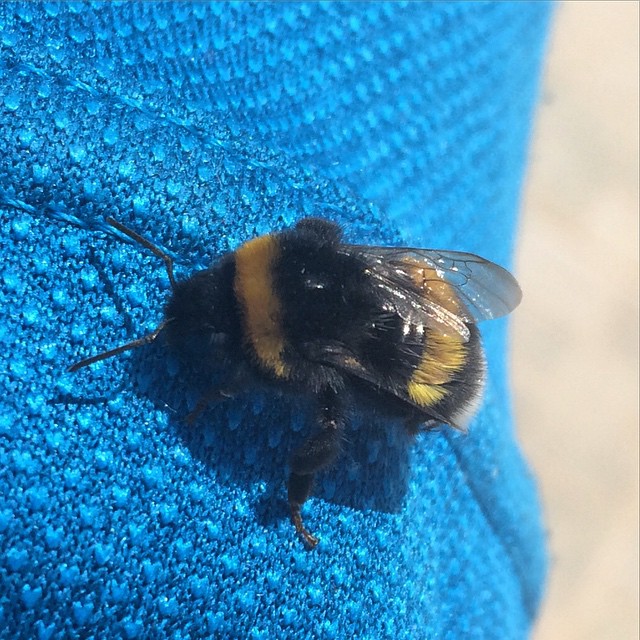 a large bee is sitting on a blue cloth