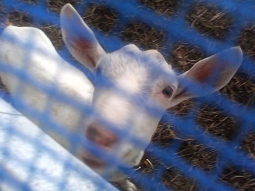 a white baby goat sticking it's head out of a fence