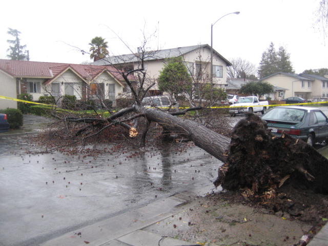 tree toppled on top of a house in the street