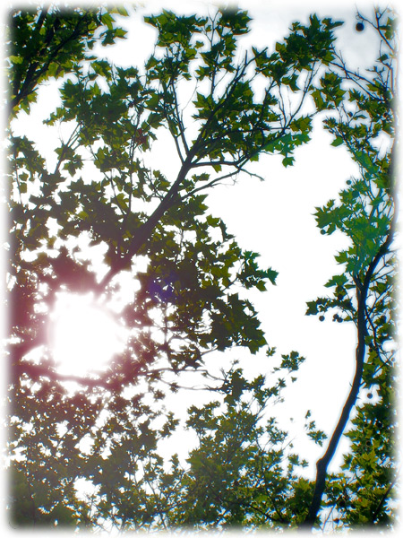 view through the leaves of a tree to the sun through the leaves