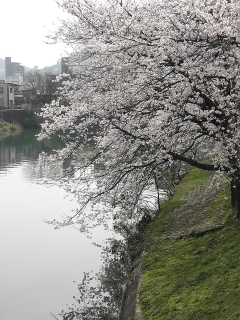 a man sitting in a bench next to a large tree on a river