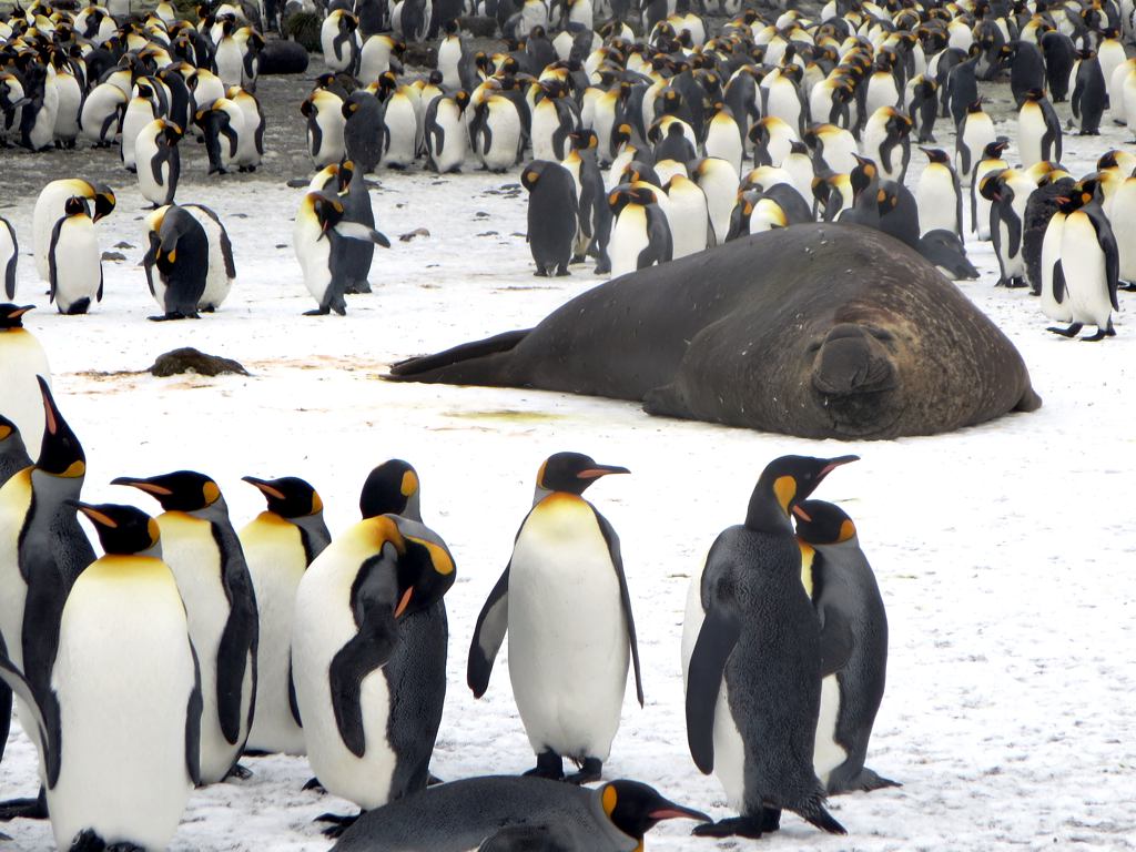 an elephant sitting behind penguins standing on a snowy field