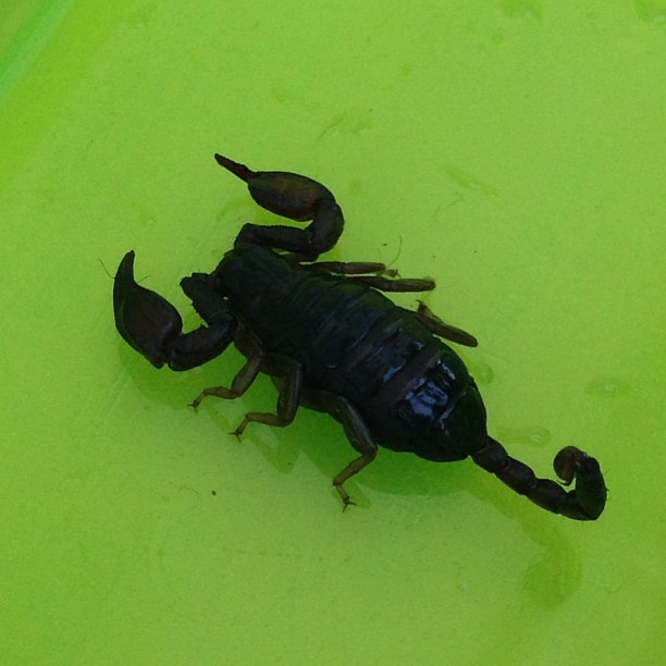 a scorpion sitting on top of a green plastic bowl