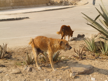 two dogs are in the middle of a desert