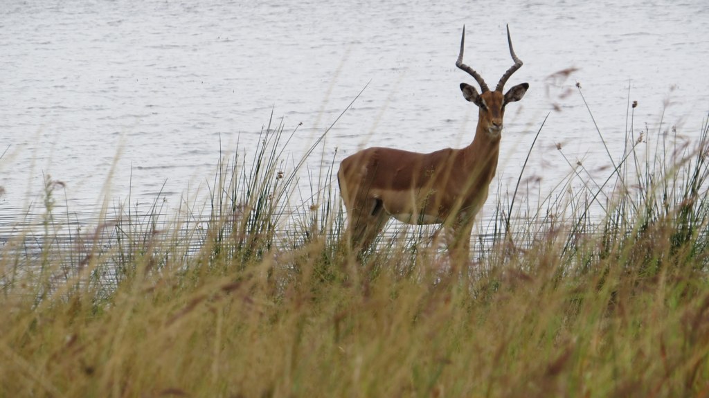 a gazelle that has very long horns standing by the water