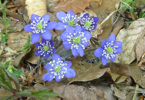 a bunch of blue flowers that are sitting in the grass