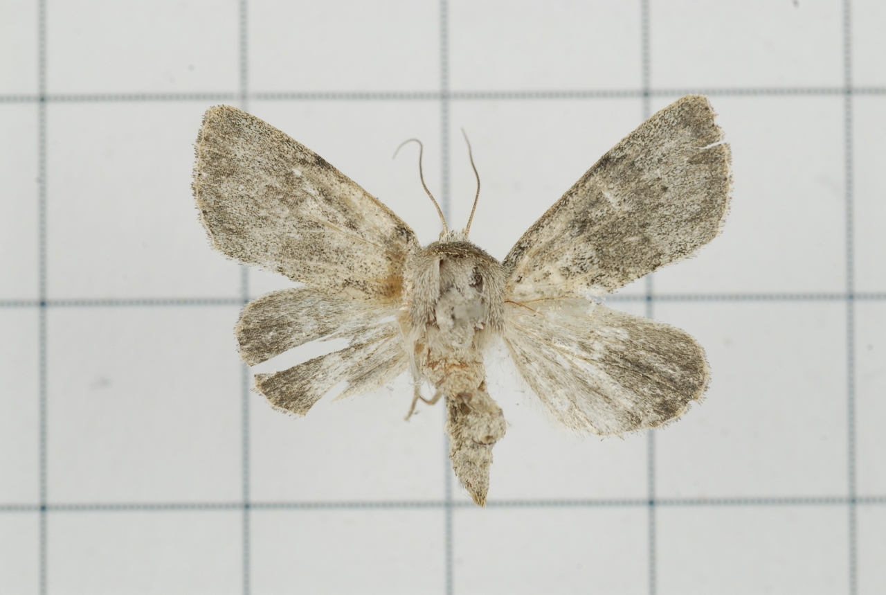 a gray moth with white and brown spots