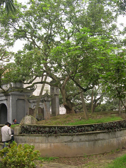 a man is standing at a cemetery near trees