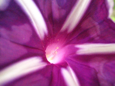 a purple flower with white stripes has bright red center