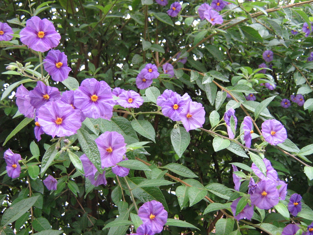 purple flowers with green leaves and nches in the background