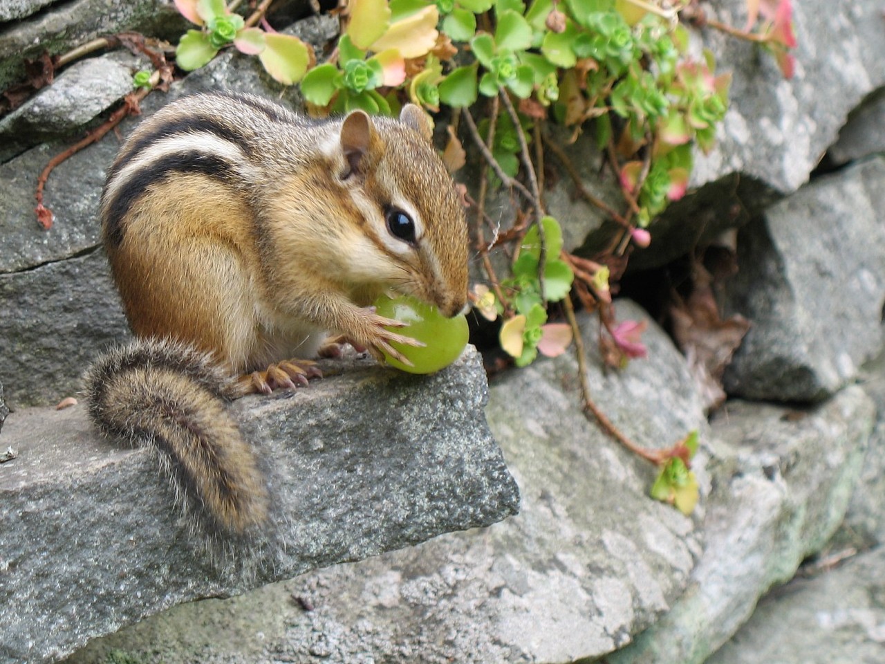 a chipmun is sitting on a rock and eating an apple