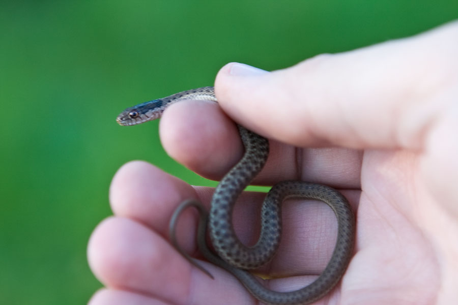 a close - up po of a small snake in a hand