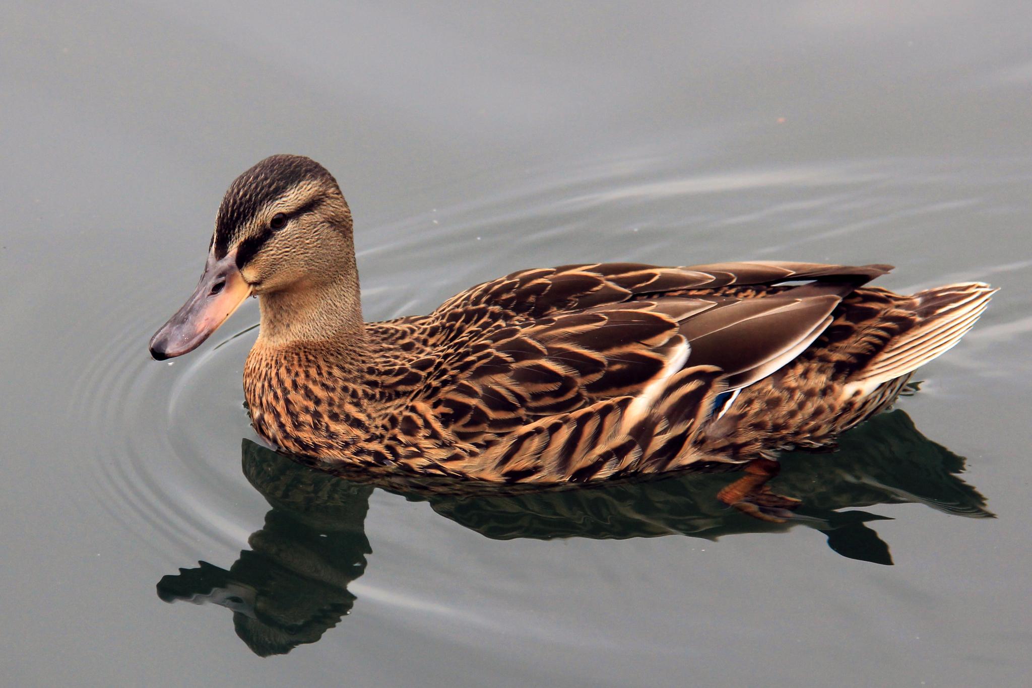 a duck sitting on a body of water