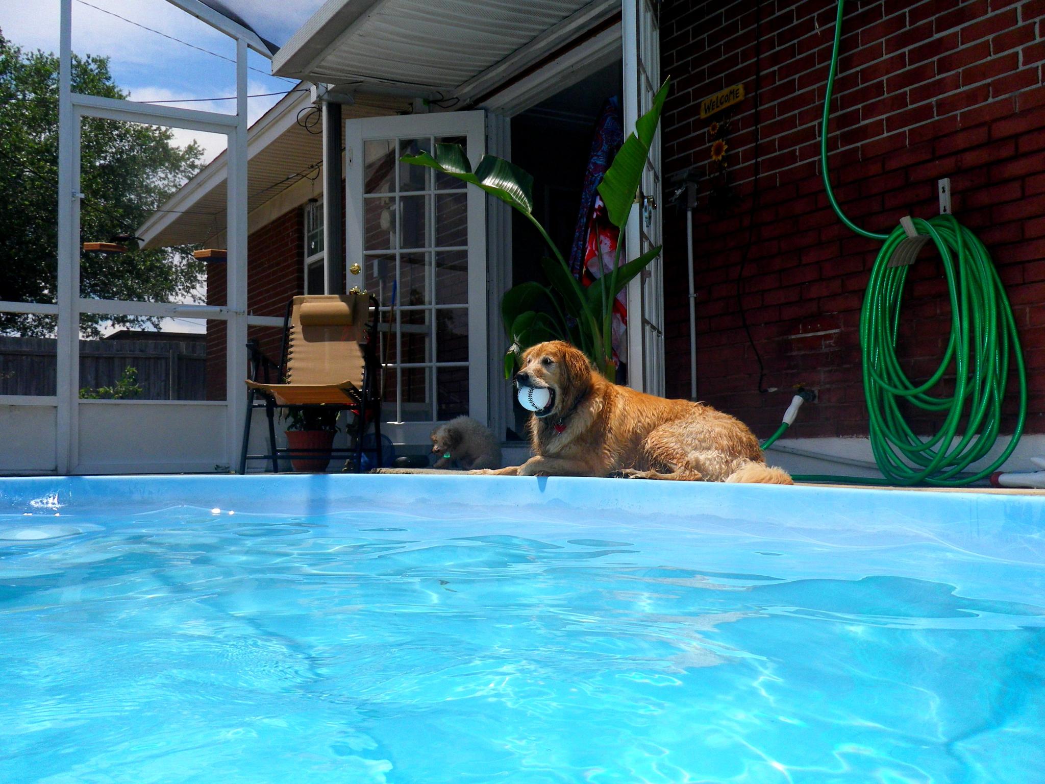a dog is sitting in the pool with his head in it