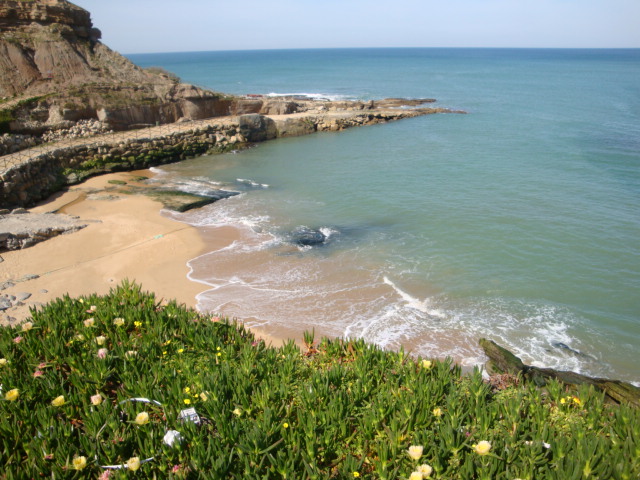 water at the shoreline with sand and rocks and flowers on the beach