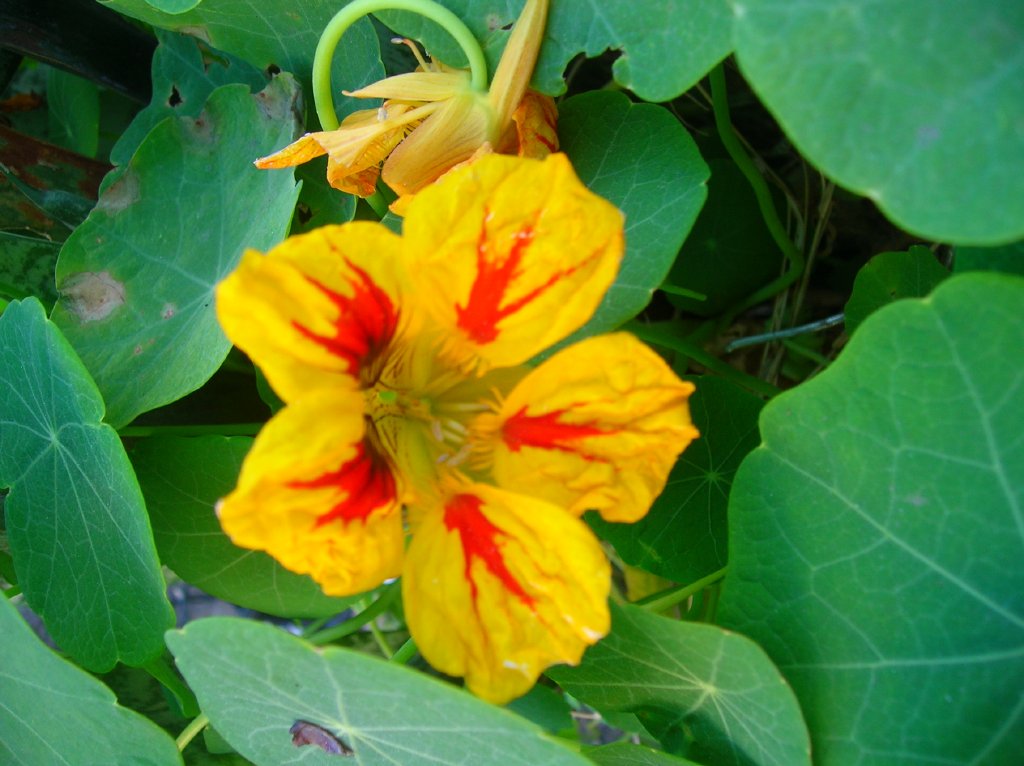 a flower is blooming on the leafy plant