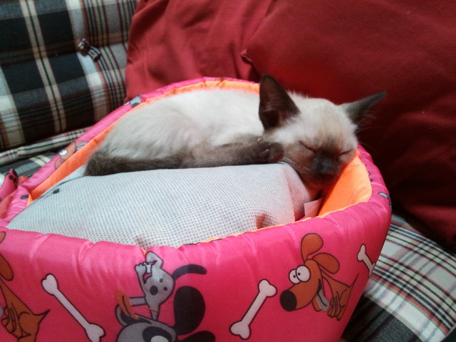 a cat sleeping inside of a pink basket on a couch