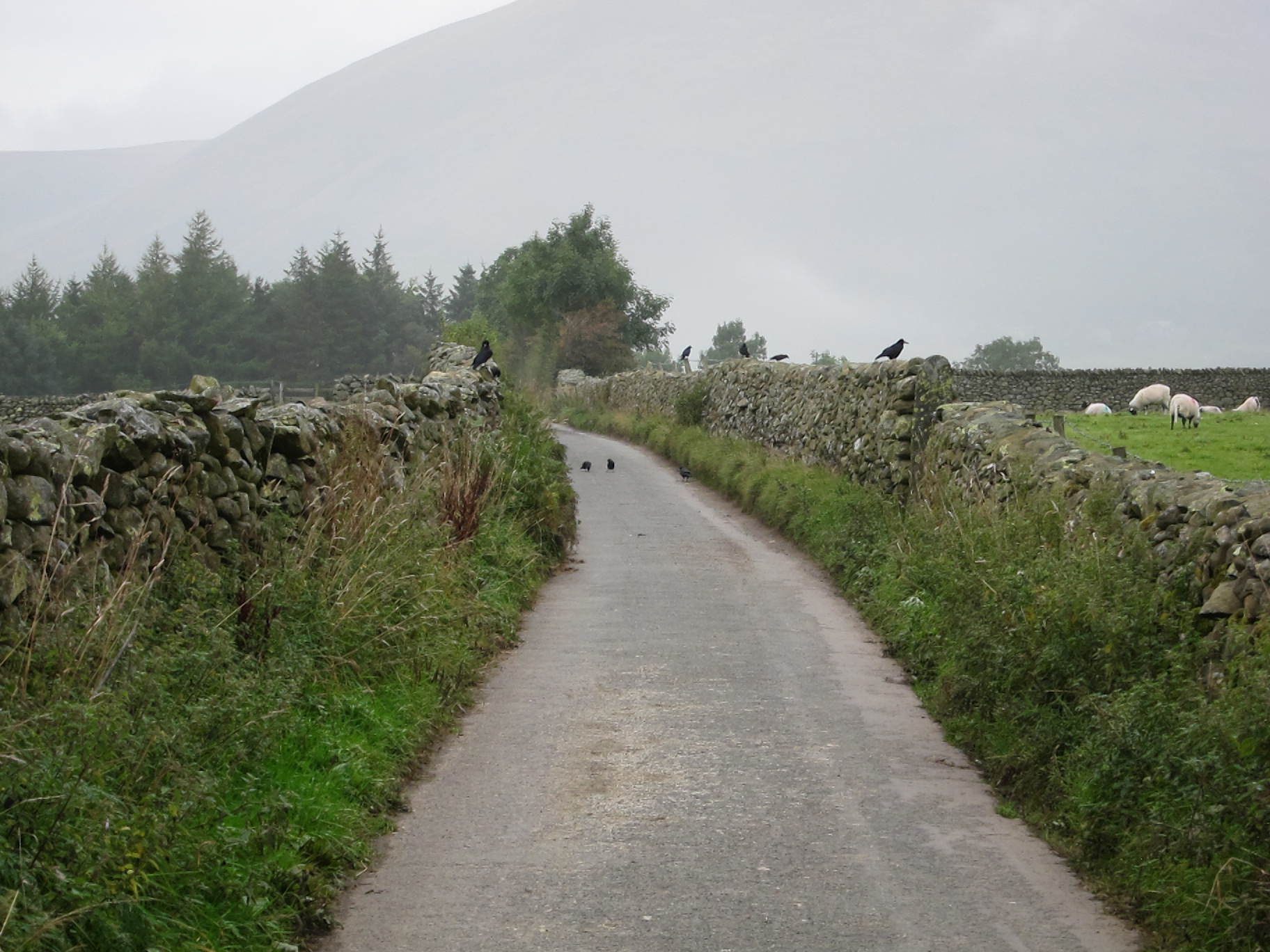 two birds that are walking along a street