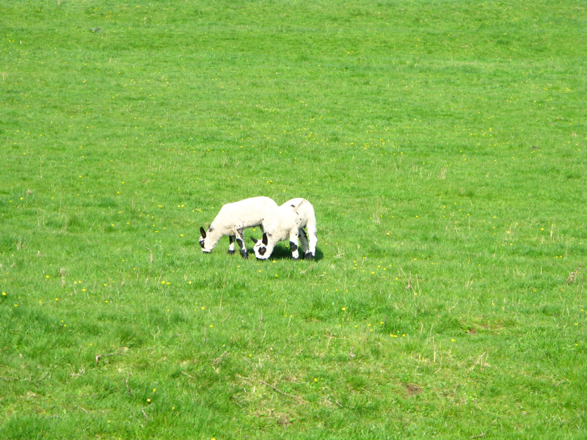 two animals in a field grazing on some grass
