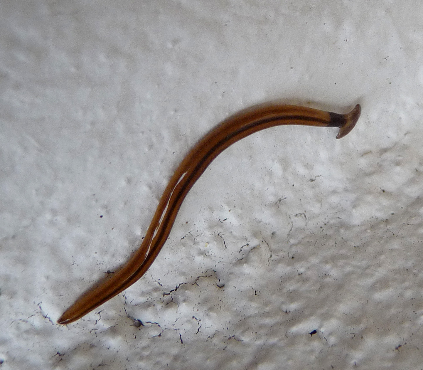 a brown caterpillar crawling across a white surface