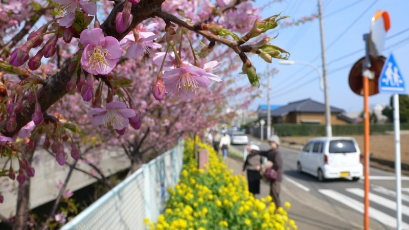 a blossoming tree in front of the road is near by the street sign