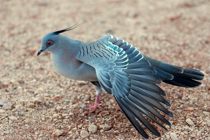a pigeon with wings spread flying on a rocky surface