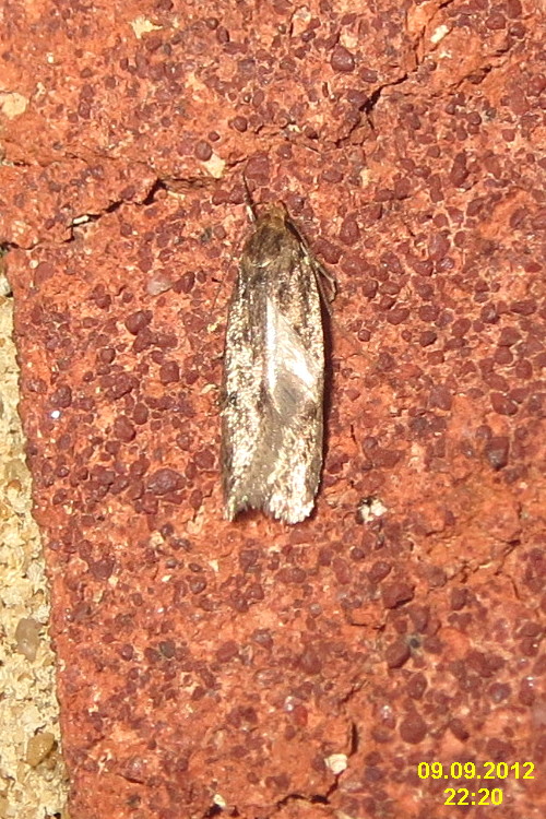 a brown and white erfly on a rock
