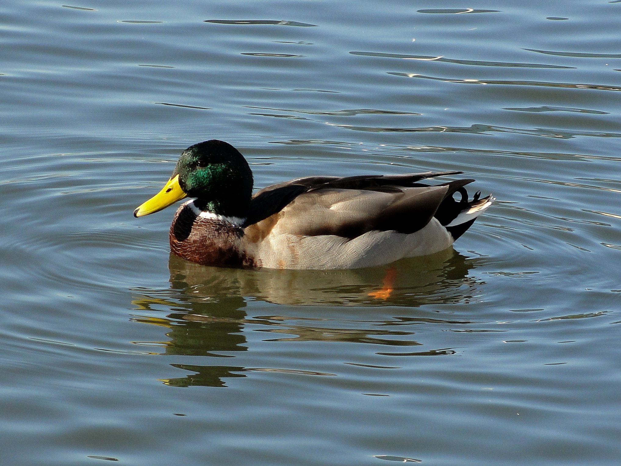 the duck is swimming in the water on the pond