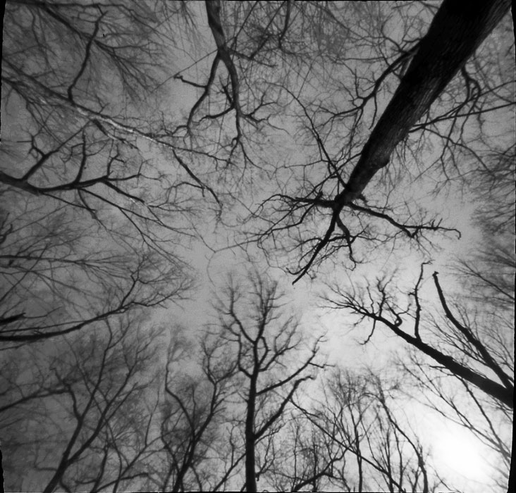 looking up at the tops of tall trees