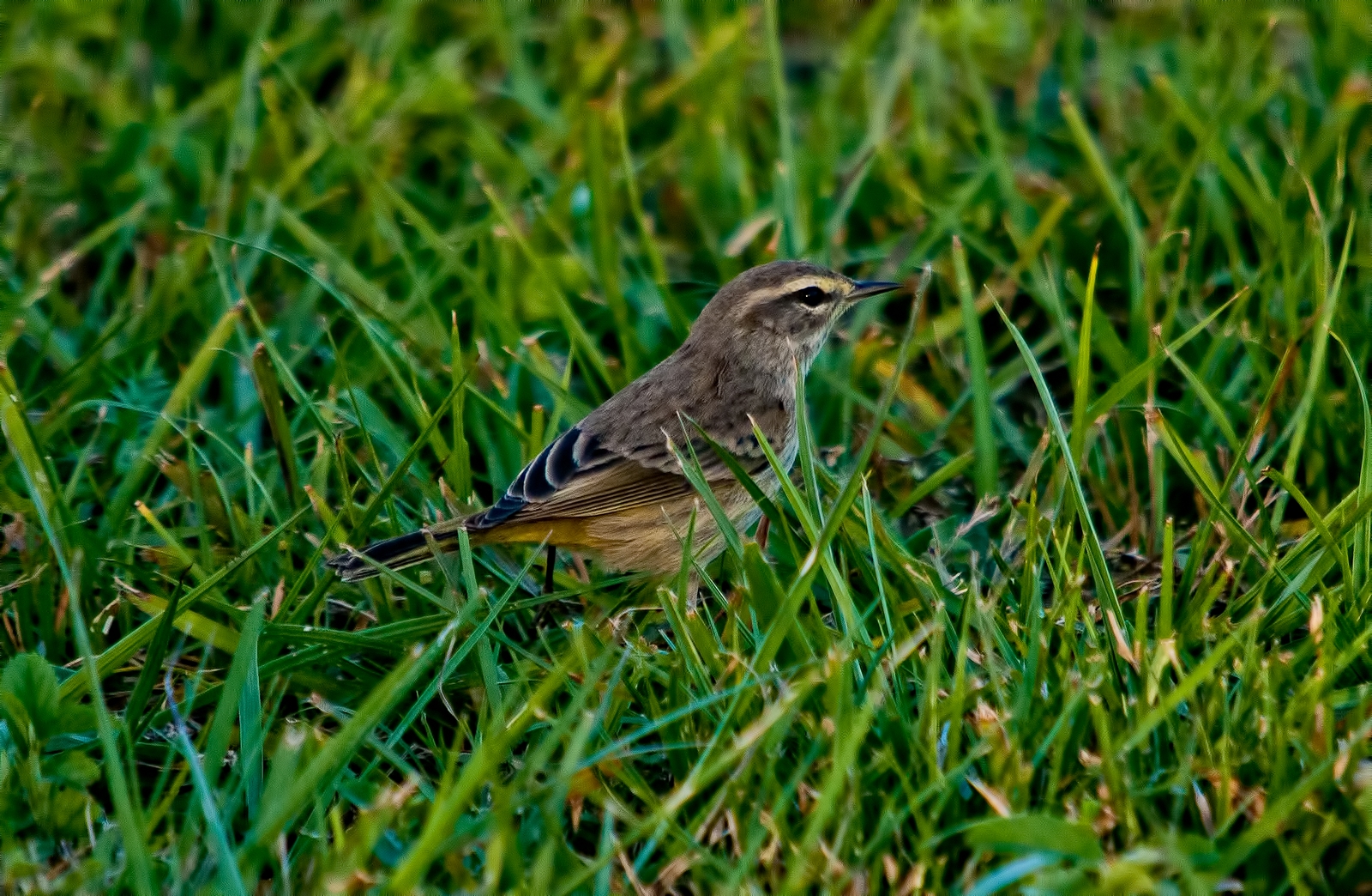 a little bird sitting in the grass