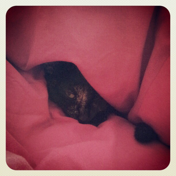 cat laying in bed and hiding under pink blanket