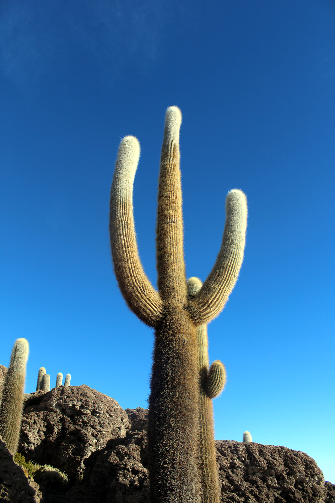 a tall cactus with several other large cacti in the background