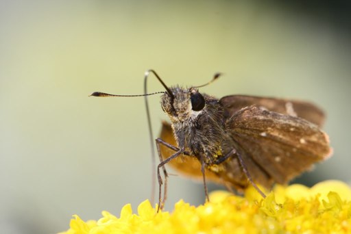 a close up view of a small bug on some yellow flowers