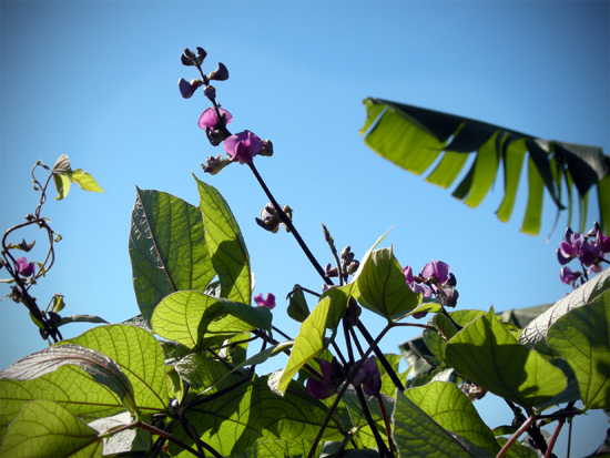 a tree with purple flowers next to green leaves