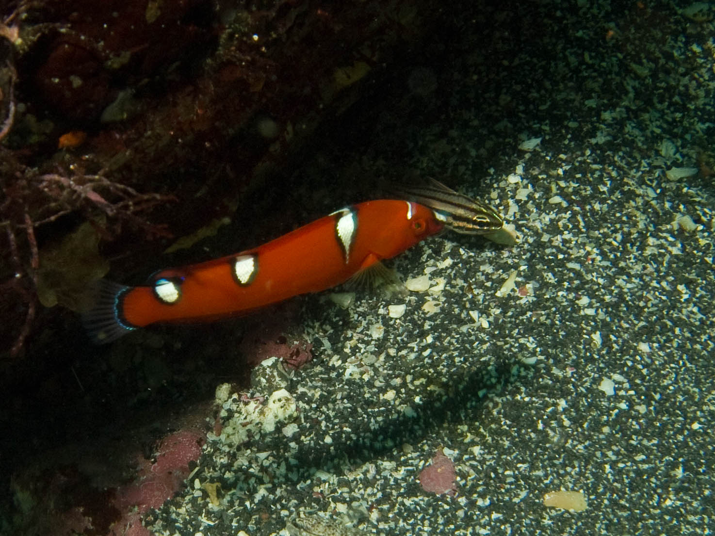 an orange and black fish on rock looking for food