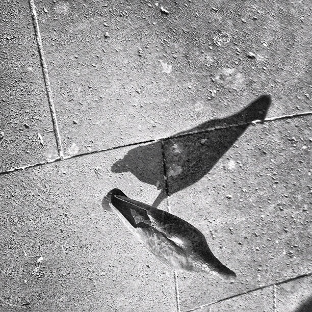 a shadow of a leaf on a concrete floor