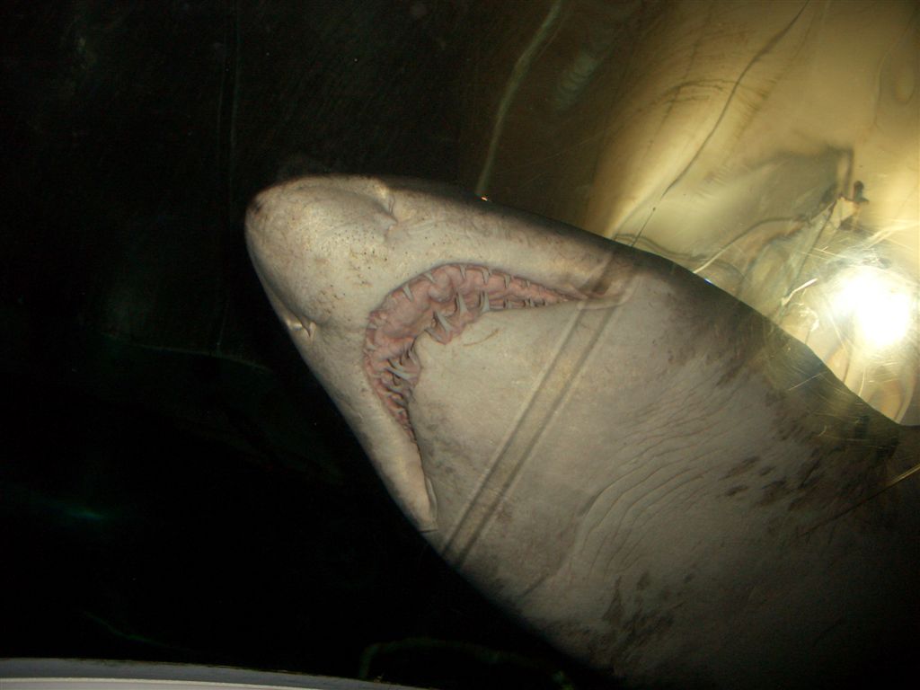 a white shark has it's eyes closed in the dark