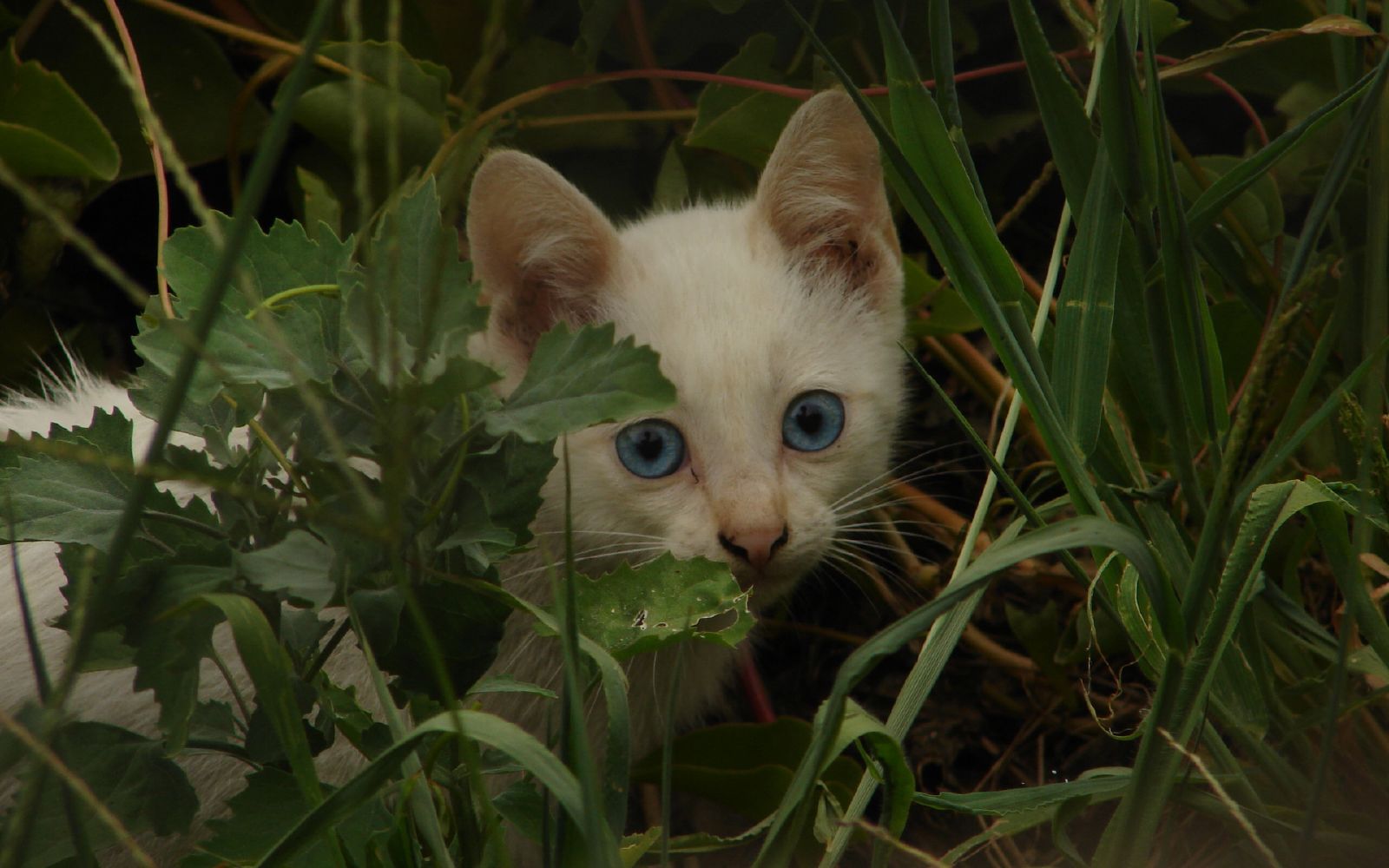 there is a white kitten hiding in the weeds