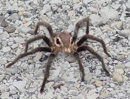 a close up of a spider on a rocky surface