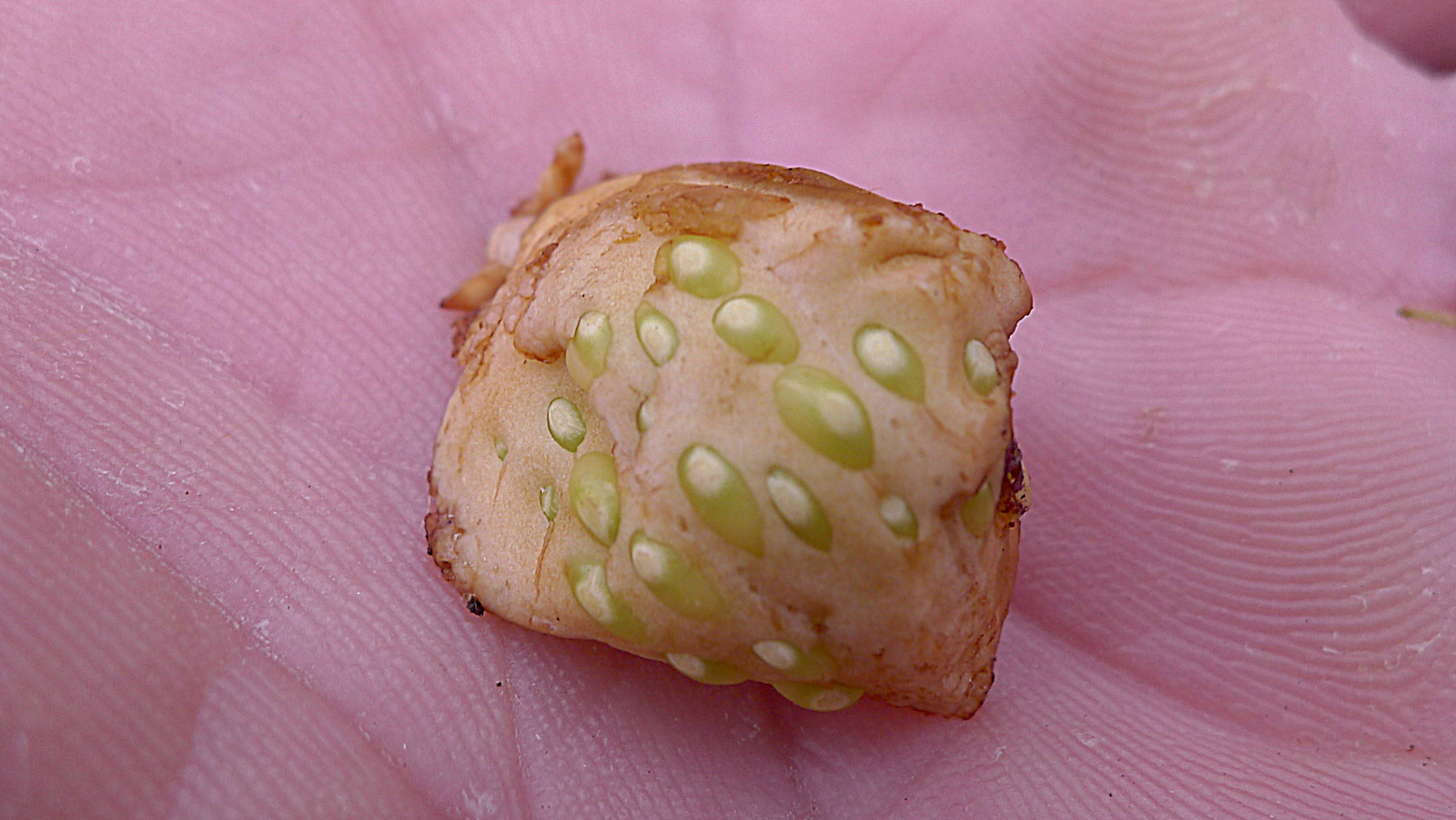 a person holding a seed plant in their hand