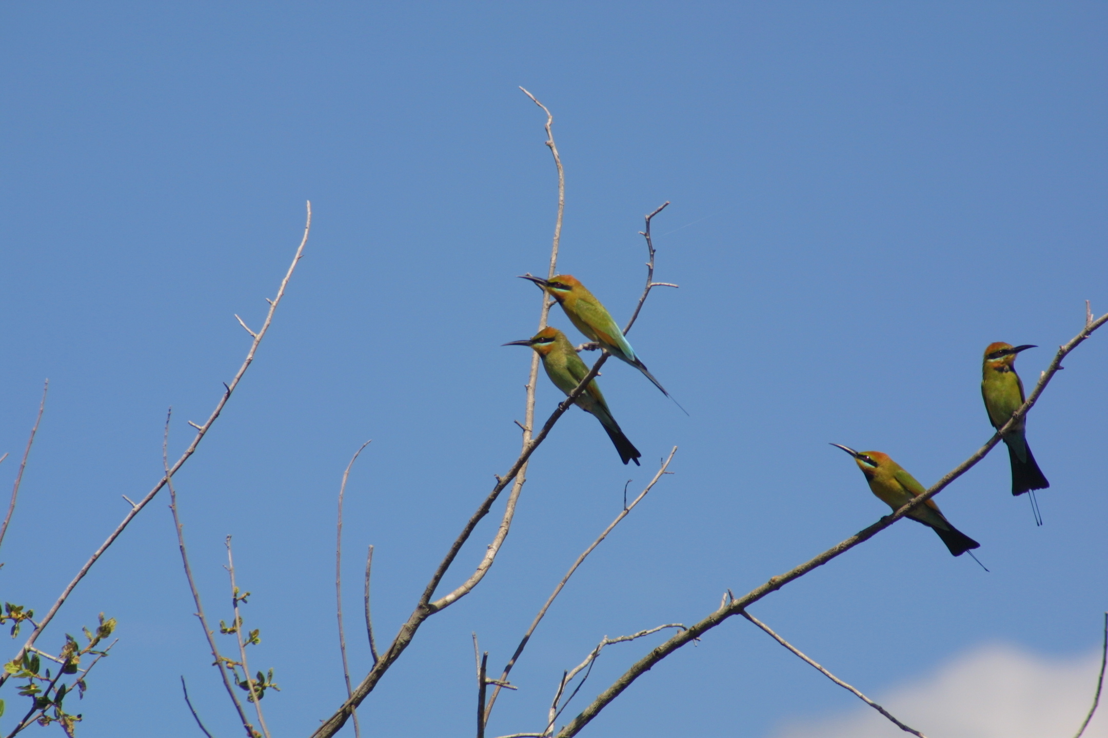 three green birds sitting in the nches of a tree