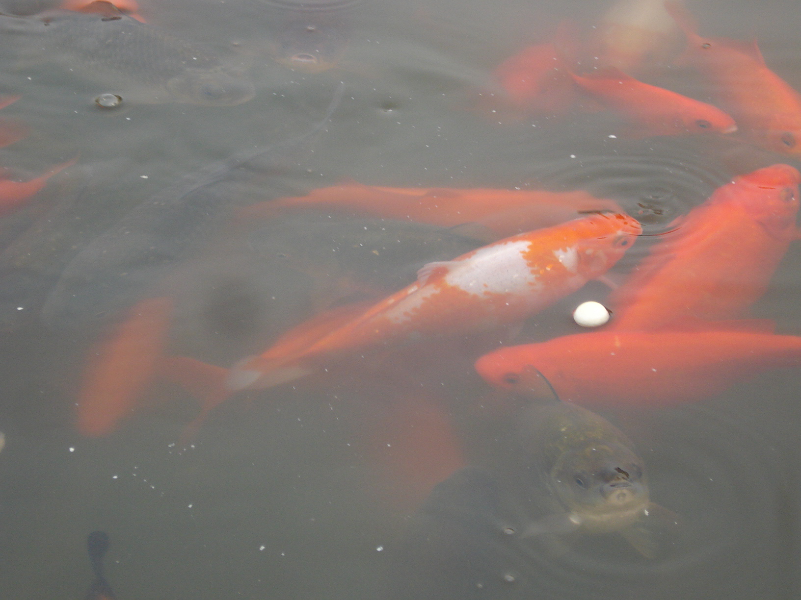 group of fish swimming in water with white balloon floating on it's head