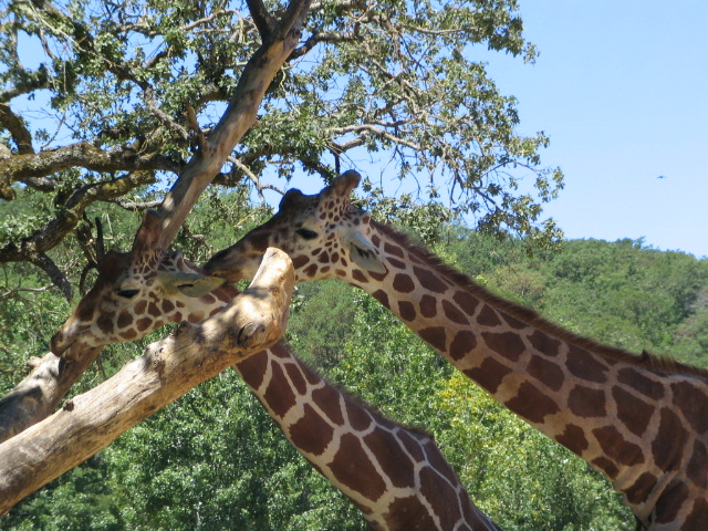 two giraffes rubbing necks against each other